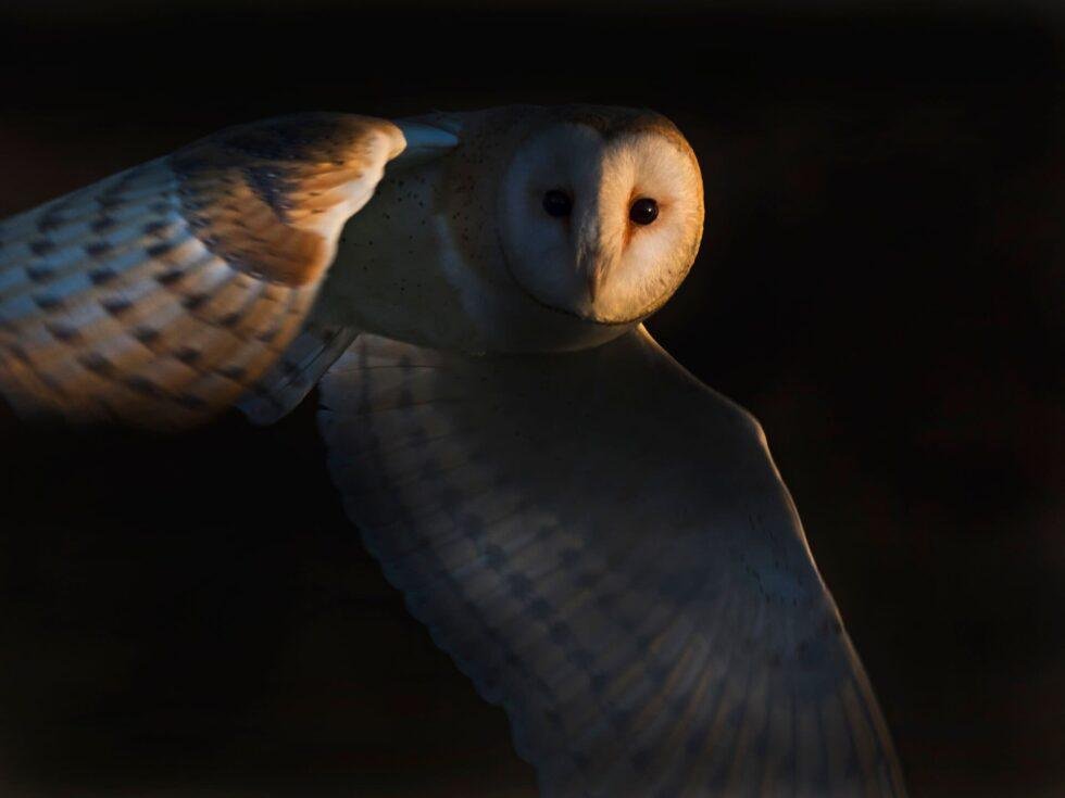 40 Most Famous Wildlife Photographers In The World (2026) - Buying ...