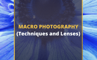 📸 Macro Photography – Everything You Need To Know [2024]