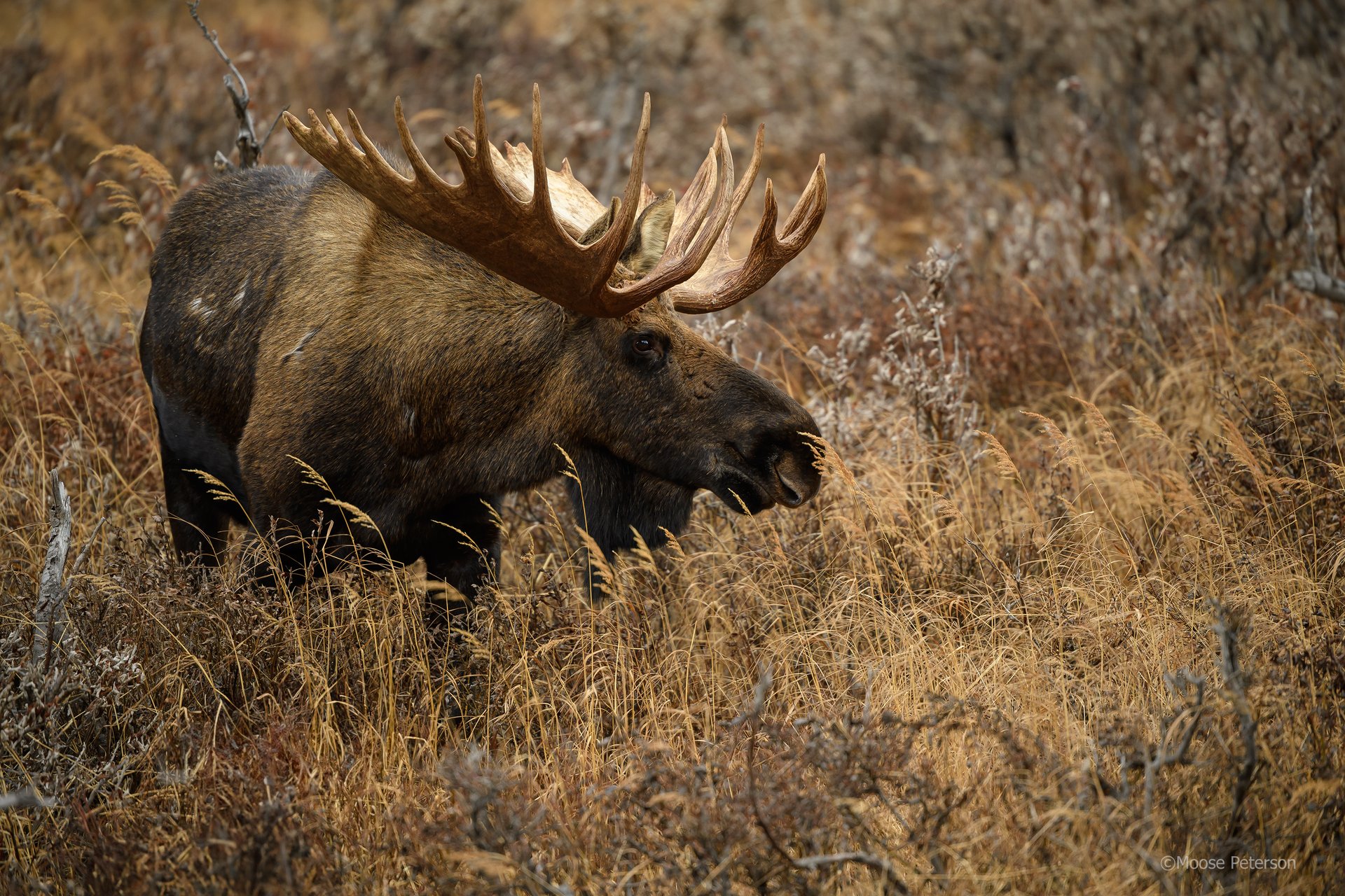 Moose Peterson image Moose Peterson image