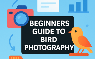 Beginners Guide to Bird Photography – Explained (2026)
