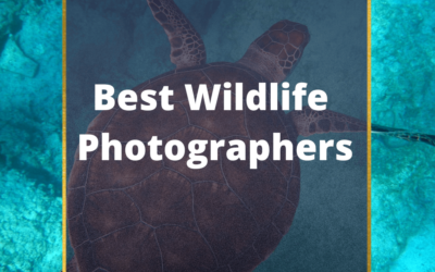 40 Most Famous Wildlife Photographers In The World (2024)