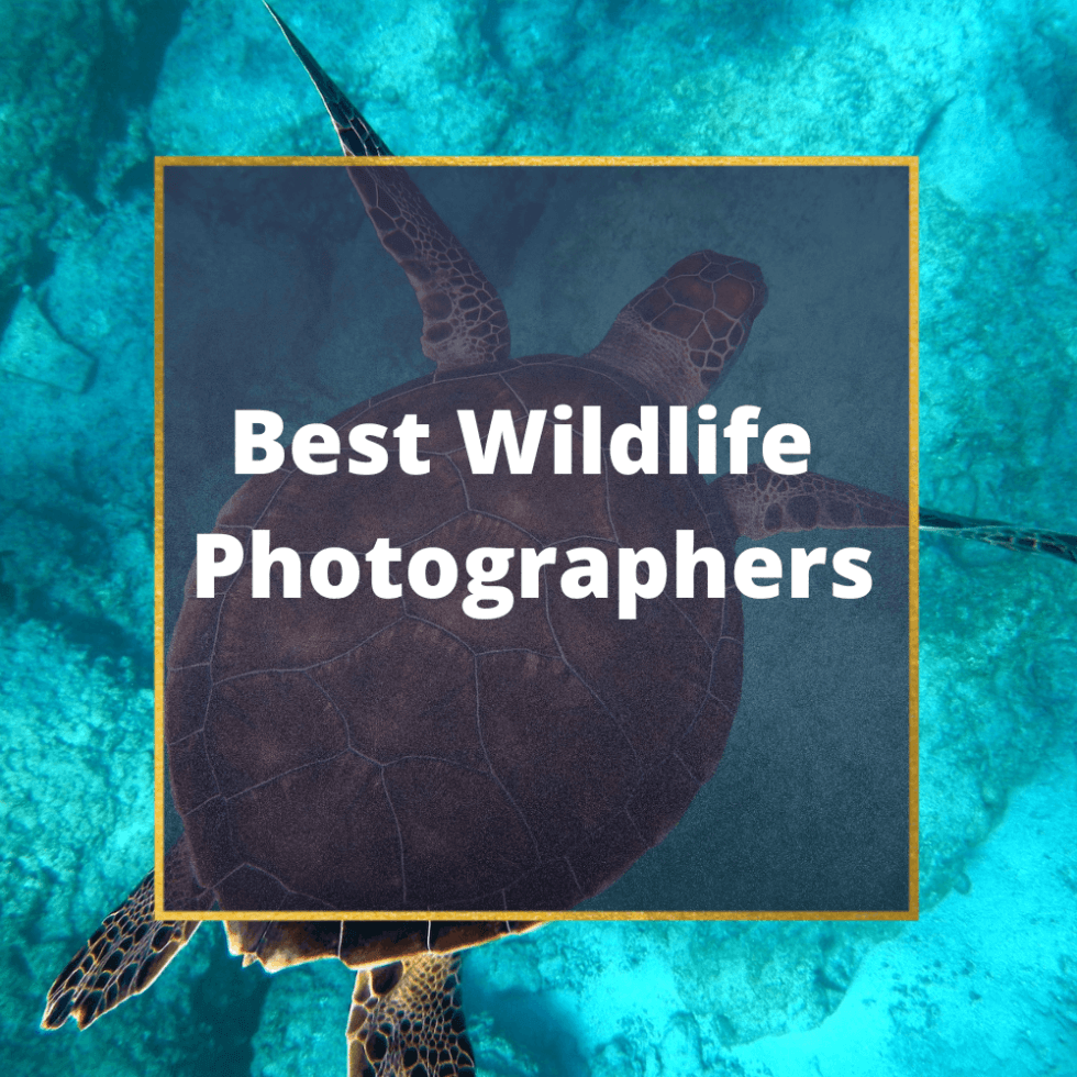 40 Most Famous Wildlife Photographers In The World (2024)