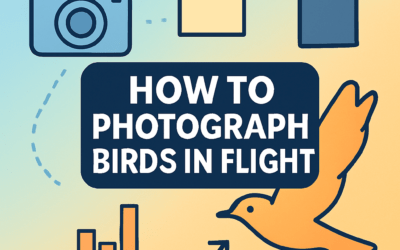 How to Photograph Birds in Flight? (2025)