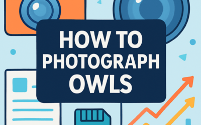 How to Photograph Owls? (2025)