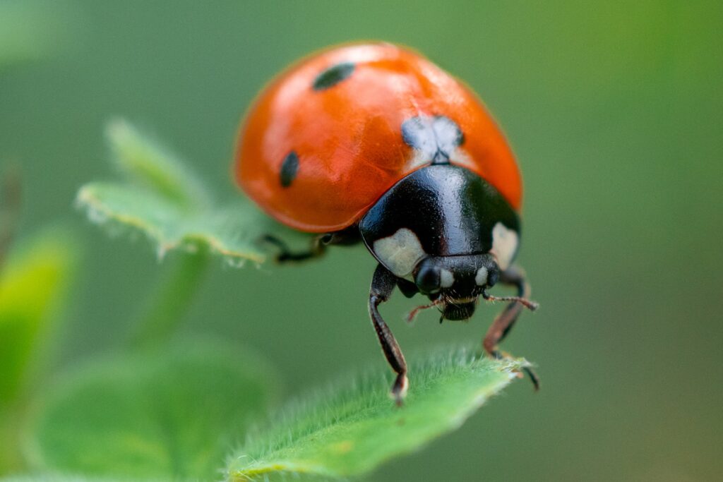Red ladybug on a green leaf shoot with macro camera and lens